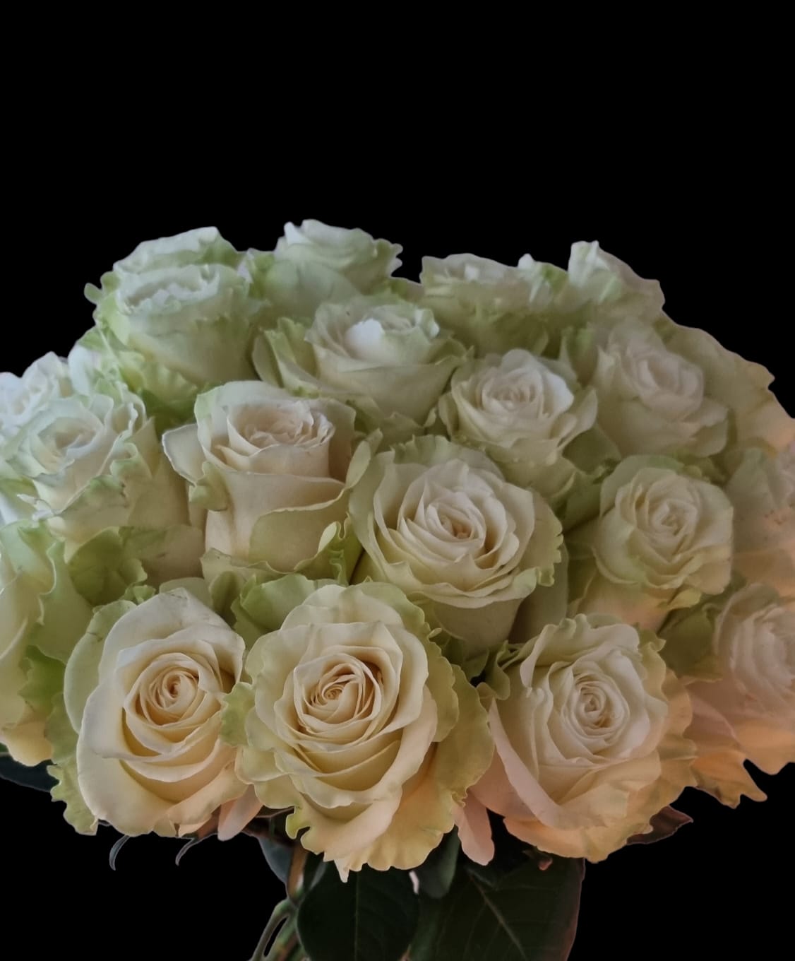 White Mondial Roses