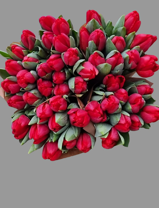 Kung Fu red tulips