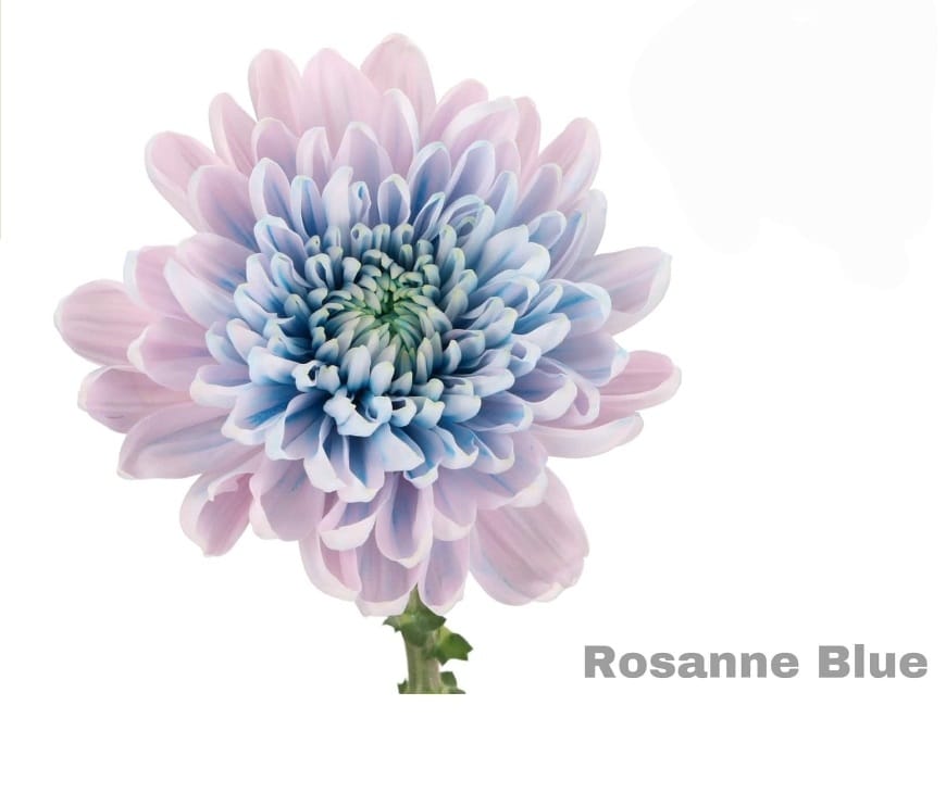 Rosanne Blue