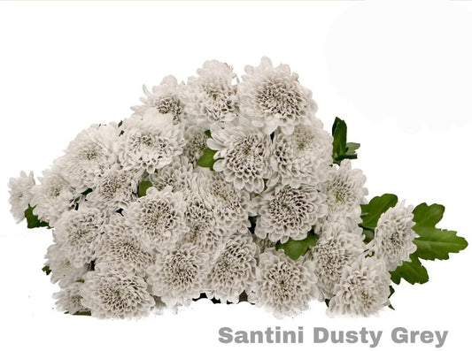 Santini dusty grey