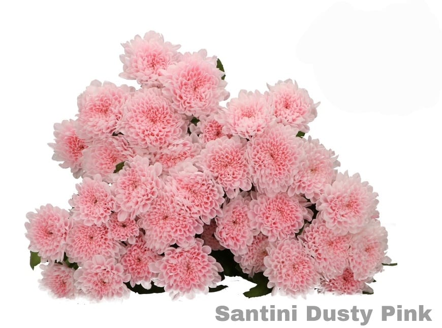 Dusty pink