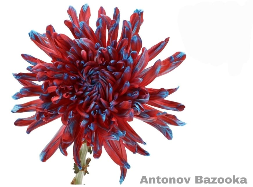 Bazooka