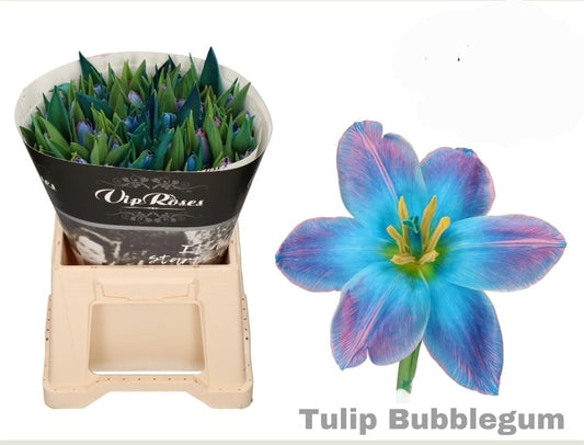 Bubblegum Tulip