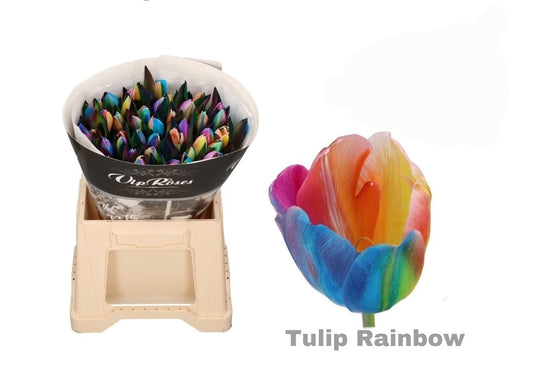 Rainbow Tulip