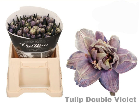 Double violet
