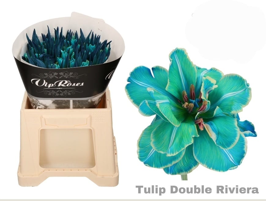 Double Riviera