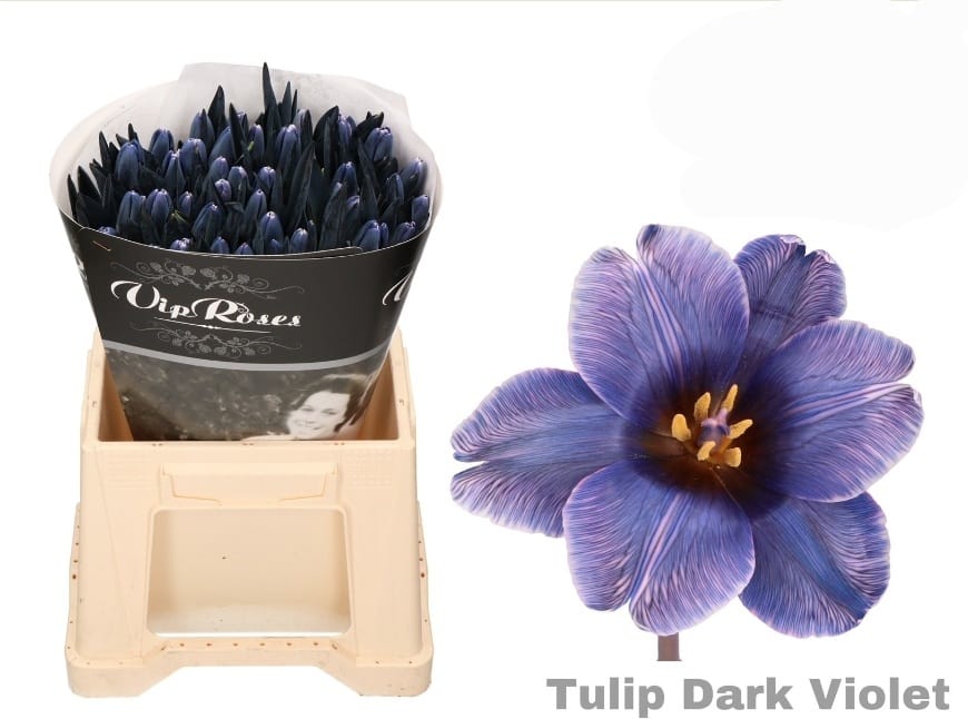 Dark violet