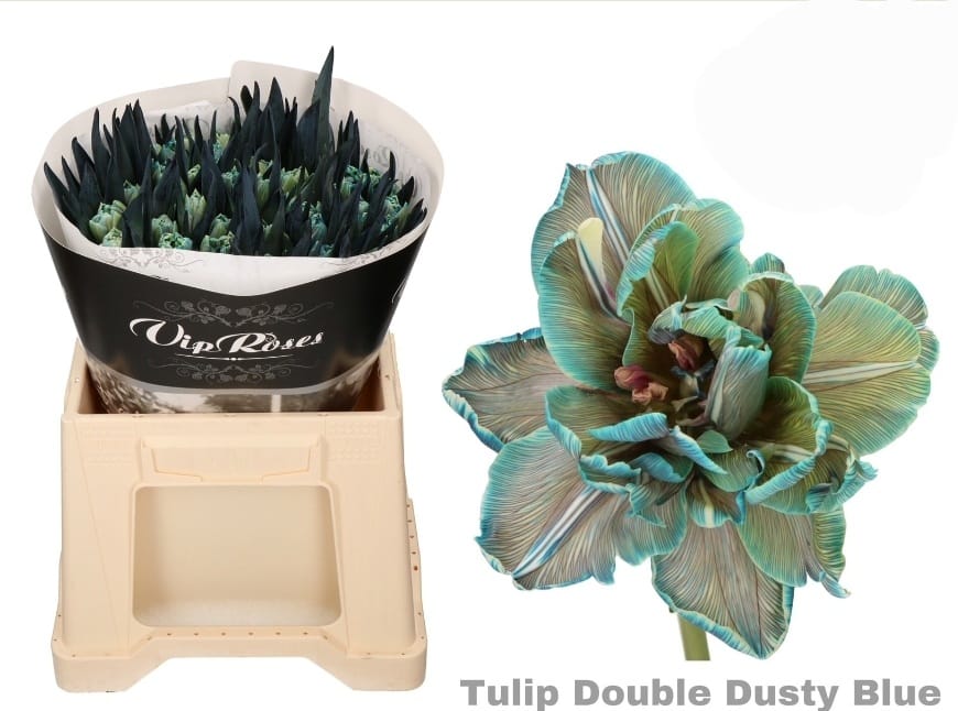 Double dusty blue