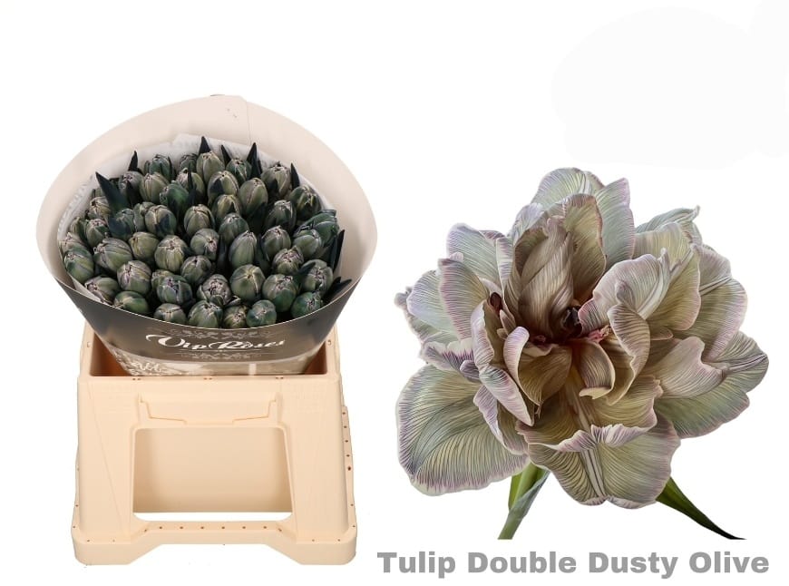 Double dusty olive