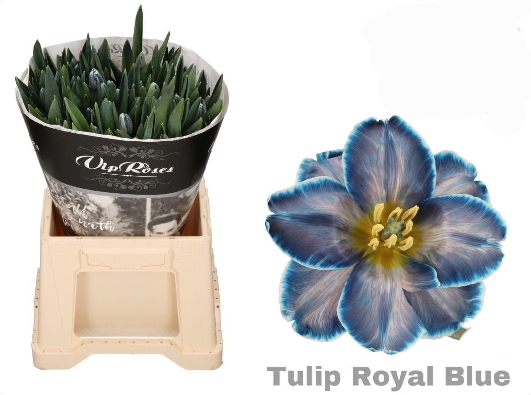 Royal blue