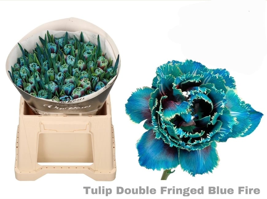 Blue fire