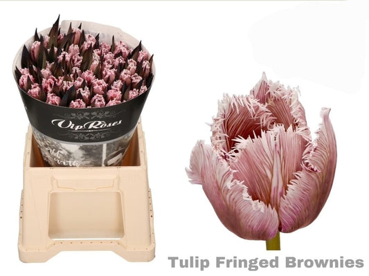 Brownies Tulip