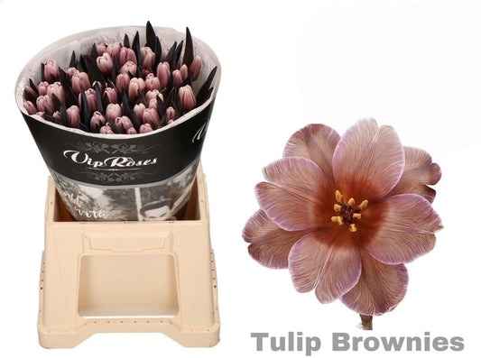 Tulip Brownies