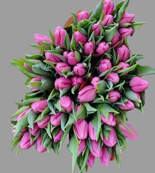 Pink tulips