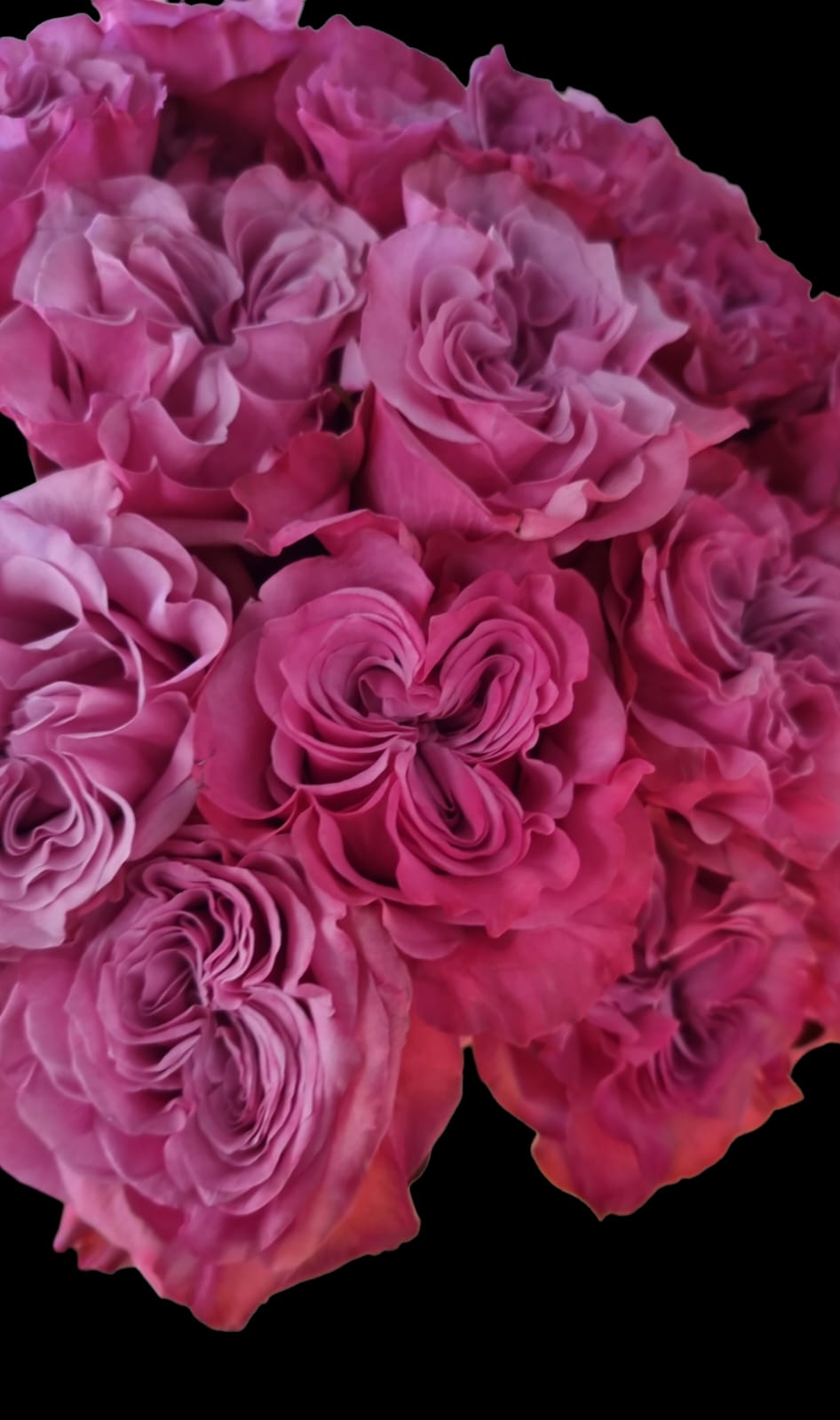 Country Blues Roses