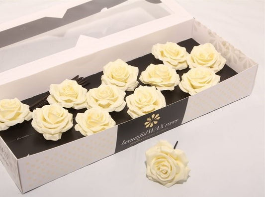 Cream Roses
