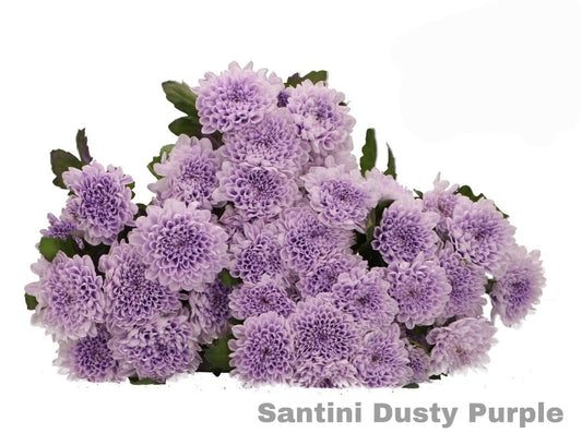 Dusty purple