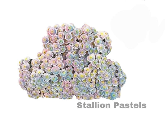 Pastels