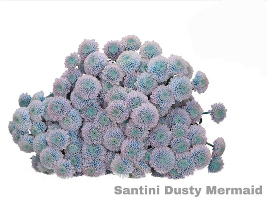 Dusty Mermaid