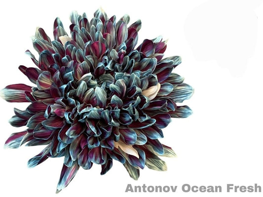 Ocean fresh