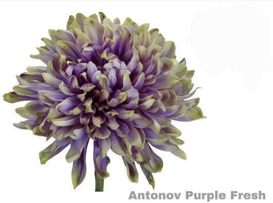 Purple Fresh