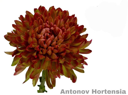 Hortensia
