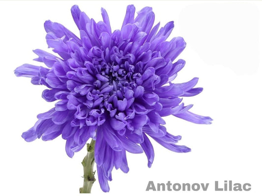 Lilac