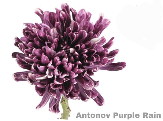 Purple rain