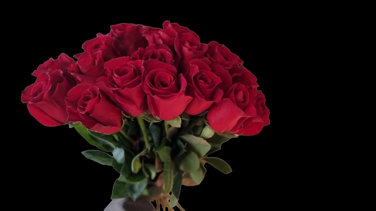 Freedom Red Roses